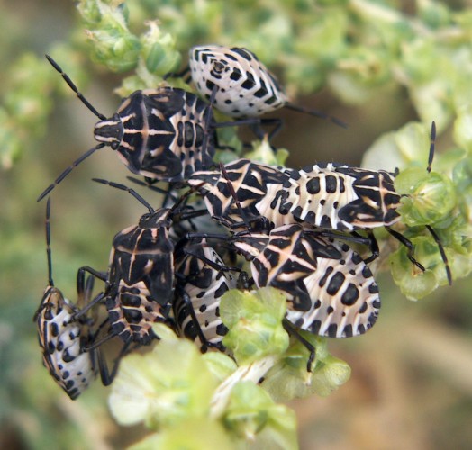 Pentatomidae: ninfe di Codophila varia del Lazio